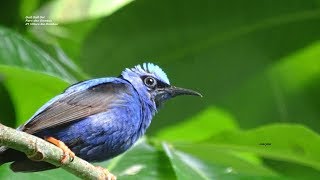 Serre volière des oiseaux tropicaux  Parc des Oiseaux  Villars les Dombes 01 [upl. by Ushijima]