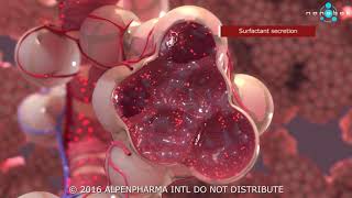 Pulmonary surfactant secretion  3D medical animation [upl. by Munshi620]