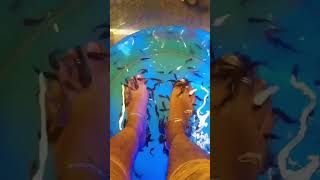 Fish spa cooking relaxing enjoyment [upl. by Eimmis97]