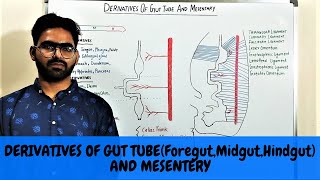 DERIVATIVES OF GUT TUBE AND MESENTARY  GIT EMBRYOLOGY 3 [upl. by Erlina519]