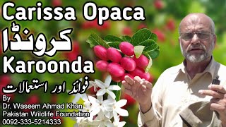 Karonda Cranberries Health Benefits  Karonda Fruit Tree  Karonda Fruit Benefits  Carissa Opaca [upl. by Neelon990]