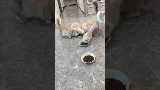 A kitten directly occupied a bowl Cat summoning technique [upl. by Russ823]