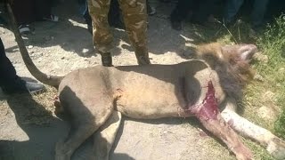 KWS rangers kill stray lion in Isinya [upl. by Notse352]