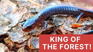 FACT Redbacked Salamanders Rule [upl. by Mozza]