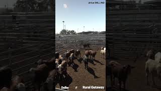 Experience the Dalby Saleyards [upl. by Lipscomb772]