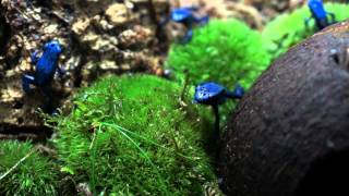 Blue Poison Dart Frog Feeding  Dendrobates tinctorius azureus [upl. by Giefer902]