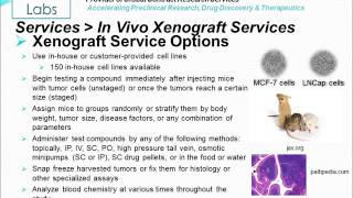 In Vivo Xenograft Service [upl. by Moir]