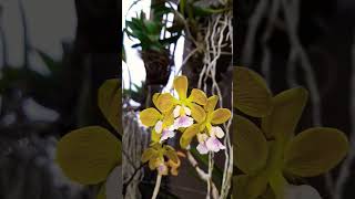 Encyclia Megalantha [upl. by Itsur319]