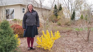 Which Forsythia is Right For You [upl. by Tonry]