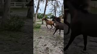 Definitely watch until the end Horse having fun with its owner 😍😍😂 horse horses horselover [upl. by Grayce]