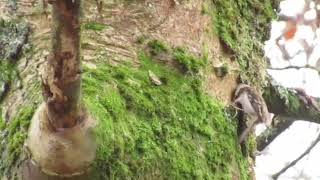 Treecreeper 141124 Bishopbriggs Park [upl. by Eelnayr509]