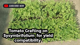 Tomato Grafting on Solanum sysymbrifolium for growth development and yield compatibility [upl. by Acacia]