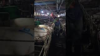 Pig Farm 🇰🇷 foryou pig shortvideo farming farm shortsfeed piggy shorts short india usa [upl. by Annam]