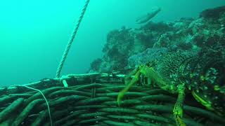 CRAYFISHING ON THE WESTCOAST OF TASMANIA GOPRO FOOTAGE [upl. by Ardnyk]