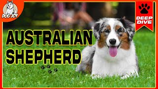 The World of Australian Shepherds A Complete Guide [upl. by Barsky616]