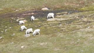 Mountain Goats YELLOWSTONE AREA  Beartooth Highway  Shoshone National Forest  Wyoming  Montana [upl. by Zantos334]