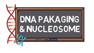 DNA Packaging amp Nucleosome  Chromosome Formation  Pocket Bio [upl. by Yhtomiht489]