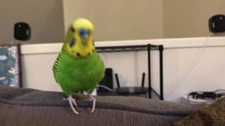 Kiwi The Parakeet Talking For Almost 2 Minutes [upl. by Airdnola247]