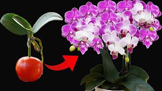 Grow Orchids QUICKLY Get LOTS of Flowers [upl. by Milewski]