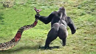 एनाकोंडा ने गोरिल्ला के ऊपर हमला करने की हिम्मत दिखाई  Giant Gorilla Vs Anaconda Who Own The Forest [upl. by Kat286]