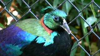 Himalayan Monal Pheasant Sacramento Zoo [upl. by Hege]