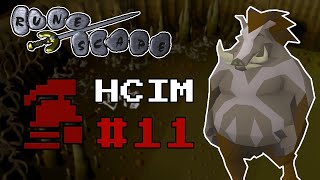 OSRS HCIM No Shop  Episode 11 A Porcine of Interest [upl. by Kcub]