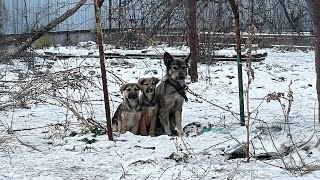 Two Puppies Trying to Warm their Chained Mama they Could only Beg in the Bitter Cold [upl. by Corell]