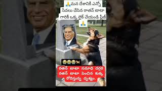 Miss you Ratan Tata sirdog Emotional viral short [upl. by Mccartan]