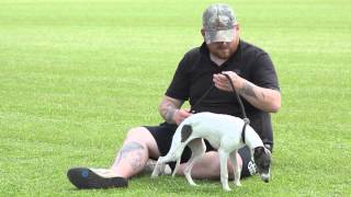 working whippet training pt3 [upl. by Ylim]