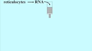 DNA Technolgies cDNA Libraries [upl. by Laura]