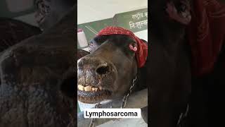 Lymphosarcoma  Bulging Eyes  Bovine leukemia virus [upl. by Roice]