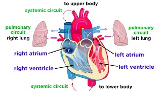 The Circulatory System Part 1 The Heart [upl. by Assela]