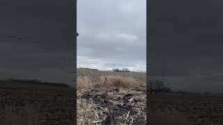 Mn late season geese landing in corn feild nature geese goosehunting minnesota [upl. by Harim986]