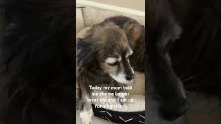 Teaka 😓😬🤦‍♀️ dog funny pet cute [upl. by Esemaj]