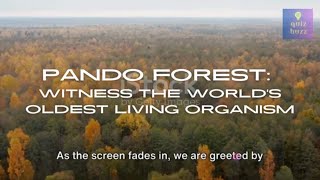 Pando Forest Witness the Worlds Oldest Living Organism [upl. by Emerson]