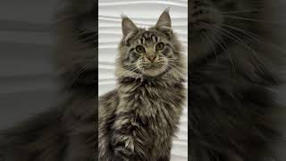 A Fluffy Maine Coon Cat Pythagor With Mackerel Pattern [upl. by Stoecker]