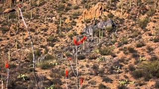 Episode 7 Tucson Mountains Yetman Trail [upl. by Adnwahs]