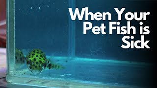 When your pet fish get sick aquarium fish pufferfish [upl. by Melcher]