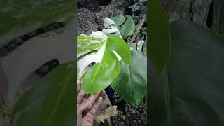 Monstera Variegated monstera plants aesthetic garden live trending shorts fyp foryou funny [upl. by Marcus]