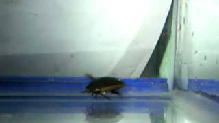 Diving Beetle [upl. by Ainslee]