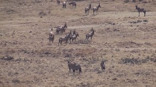 Hunting gemsbok in South Africa [upl. by Walcoff]