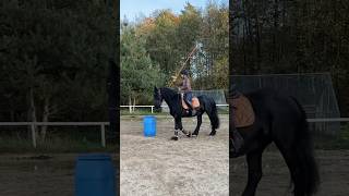 Allererstes Working Equitation Training 🇪🇸🤩 friese workingequitation [upl. by Silvio]