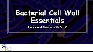 Bacterial Cell Wall Essentials  Dr V [upl. by Bard221]