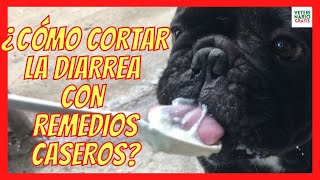 💩 ¿CÓMO CORTAR LA DIARREA EN PERROS CON REMEDIOS CASEROS💩 DIETA PROBIÓTICOS [upl. by Puiia]