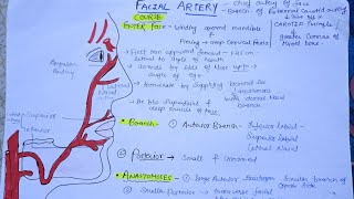 Facial Artery anatomy anatomy mbbs dentist [upl. by Asi]