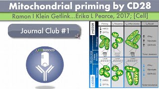 Antibuddies Journal club 1 Mitochondrial priming by CD28 live stream [upl. by Riley]