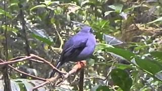 Black Faced Solitaire singing [upl. by O'Donoghue]