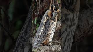 Great horned owl 😍 [upl. by Sewel]