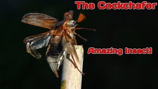 Amazing Insects The Cockchafer [upl. by Coffin781]