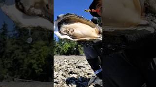 Harvest Giant Oyster In Washington [upl. by Ehtiaf47]